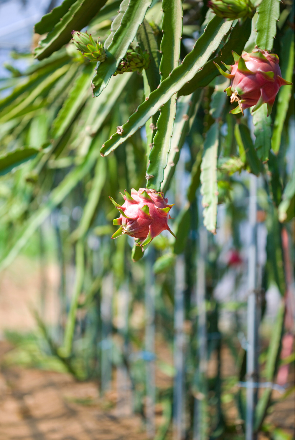 dragon fruit